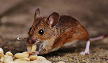 24 Hour & Emergency Exterminators in Greensboro High Point Winsto, NC